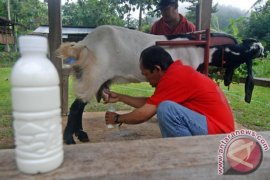 10 manfaat susu kambing bagi kesehatan tubuh