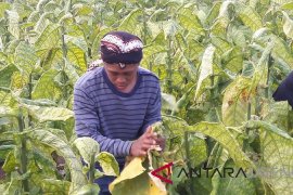 Varietas tembakau Kemloko V lebih banyak hasilkan srintil