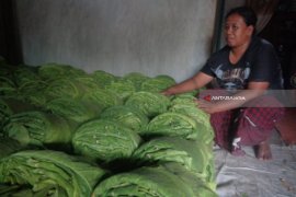 Harga Jual Tembakau di Probolinggo Mulai Turun