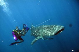 Taman Nasional Teluk Cenderawasih terancam pencemaran sampah