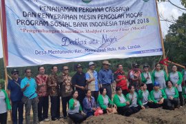 Mocaf alternatif kurangi impor gandum