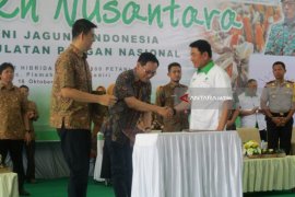 Pemerintah Yakinkan Peternak Unggas Pasokan Jagung Segera Melimpah (Video)