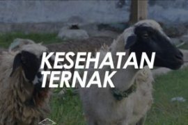 Raperda kesehatan hewan ternak Banjarmasin diapresiasi Kementan