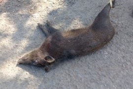 Kekurangan makanan kawanan babi hutan masuk perkampungan