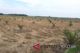 Lahan pertanian Penajam terus menyusut karena irigasi