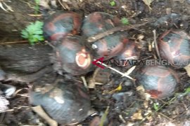 BKSDA temukan 30 bonggol bunga Rafflesia Bengkuluensis