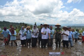 Tanam padi tingkatkan swasembada pangan di Padangsidimpuan