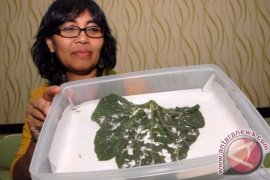 Kementan gandeng asosiasi cegah hama dari komoditas ekspor