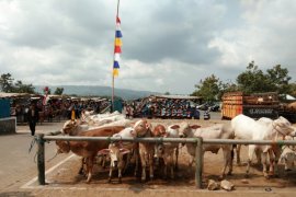 Gunung Kidul gencarkan sapi indukan wajib bunting