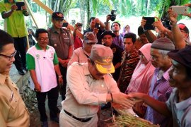 Kelompok hutan kemasyarakatan Agam kembangkan serai wangi seluas 10 hektare