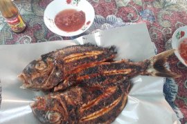 Sajian ikan kakap bakar di Pantai Nipah