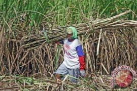 Tahun pahit bagi petani tebu di Cirebon, kenapa?