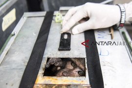 Pelepasliaran eks topeng monyet