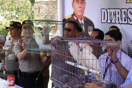 Ratusan Burung Sitaan di Jember Terancam Mati