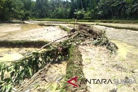 Banjir Senin sore di Padang Pariaman merusak 20 hektare sawah