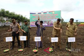 Pengembangan jagung Aceh Besar 2.645 hektare