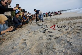 Wisata edukasi penangkaran konservasi Penyu