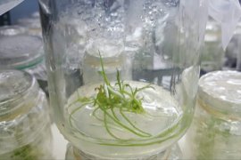 Peneliti Bengkulu kembangkan kultur jaringan anggrek pensil