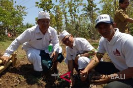 Warga Lokapaksa-Buleleng ramai-ramai tanam kelor
