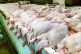 Harga daging ayam ras di Purwokerto bertahan Rp35.000/Kg