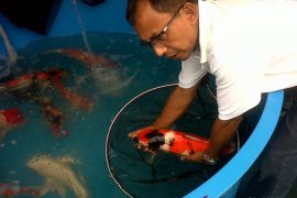 Pembudidaya ikan Sukabumi kembangkan koi berkualitas kontes