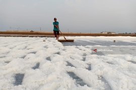 Petani Probolinggo keluhkan anjloknya harga garam
