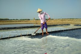 Harga garam anjlok, hanya Rp1.000/kg (VIDEO)