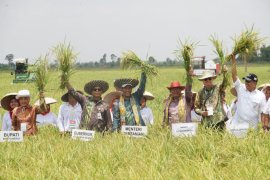 Kalsel cetak sawah 200 hektare tahun depan