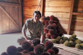 Hanif Wicaksono selamatkan buah Kalimantan dari pepunahan