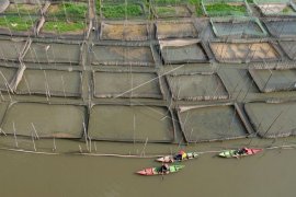 Budidaya ikan air tawar