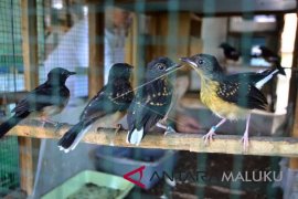 Pertamina ajak siswa mengenal satwa burung kasturi