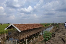 Livestock Agency develops Alabio ducks in World Food Day area