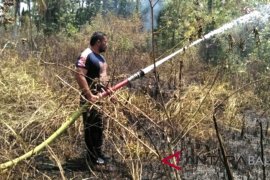 Tiga hektare kebun di Jembrana terbakar