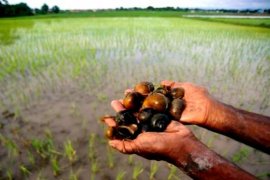 Wow! Ternyata ini kandungan protein dalam keong sawah