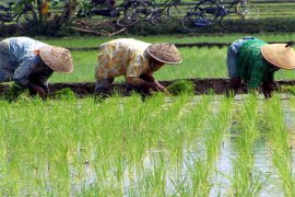 Paser kembangkan 500 Ha Padi Rawa