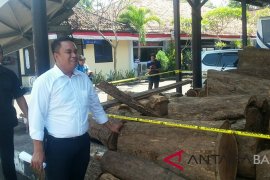 Polisi Jembrana tangkap pencuri kayu hutan