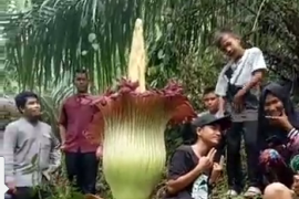Bunga bangkai jadi ajang selfie
