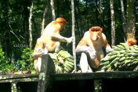 Menengok Kerajaan Bakantan Kaltara
