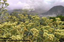 Pengembangan Desa Wisata Edelweiss Dorong Perekonomian Masyarakat