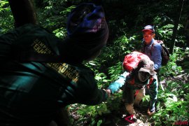 Protection of Leuser ecosystem crucial: NGO