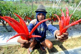 Petani Cabai Ngawi Keluhkan Anjloknya Harga Jual
