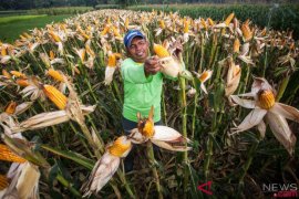 Sistem lubang terbukti lipatgandakan produksi jagung
