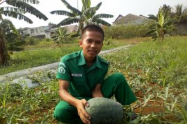 Mahasiswa Polbangtan kembangkan budidaya semangka kuning