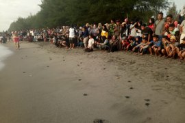 303 mahasiswa Universitas Riau pelajari satwa penyu di Pariaman