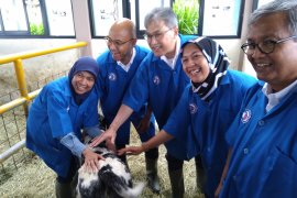 Sperma sapi "Belgian Blue" siap diproduksi 2019