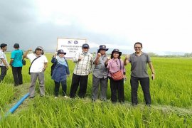 Padi IPB 3S berpotensi menghasilkan 11 ton per hektar di Jember