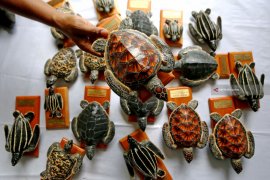 Kerajinan Miniatur Tukik