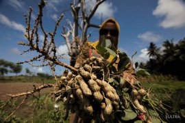 Panen Kacang Tanah Musim Kemarau Page 1 Small