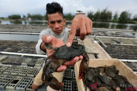 Kepiting bakau SBB tembus pasar Singapura dan Malaysia