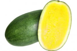 Mahasiswa Polbangtan Bogor kembangkan budidaya semangka kuning